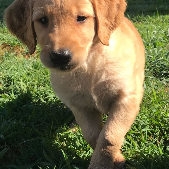 Meet your Posher, Sherry - Picture 2 of 3